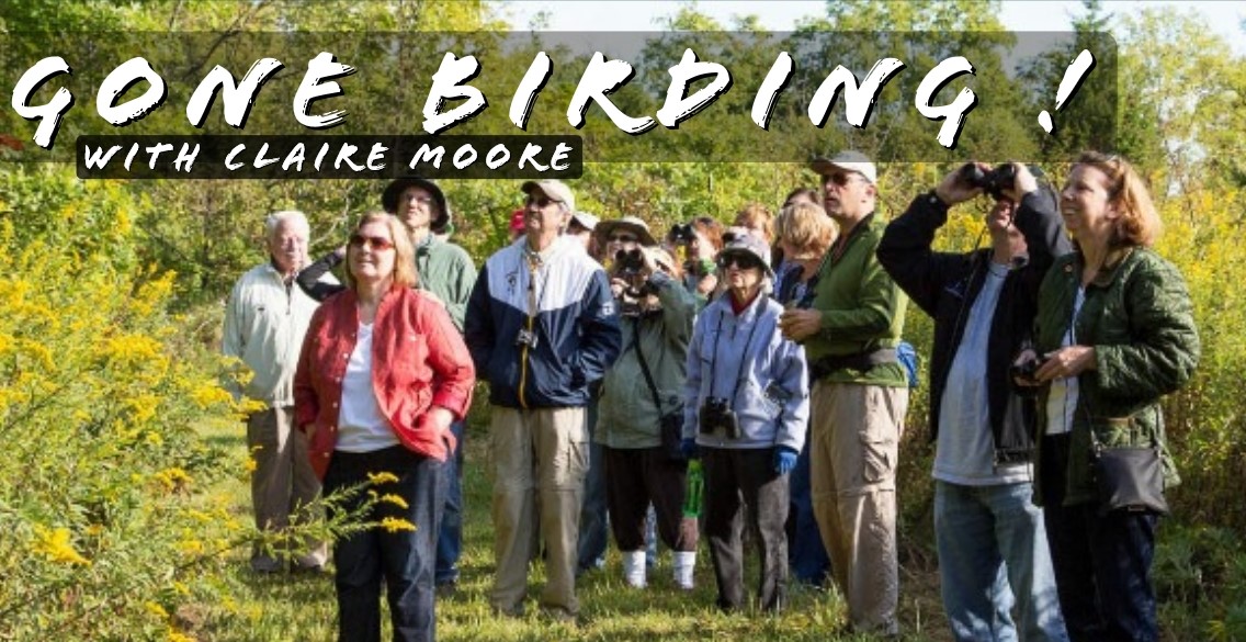 GONE BIRDING with Claire Moore